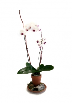 Plant d'orchidées